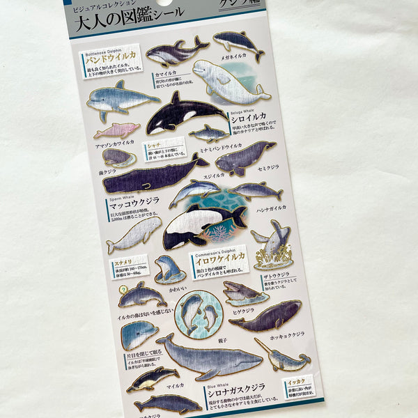 KAMIO Adult Illustrated Picture Sticker / Dolphin & Whale