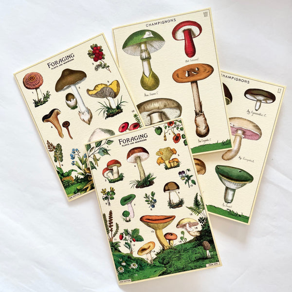 Cavallini Pocket Card - Champignons ll