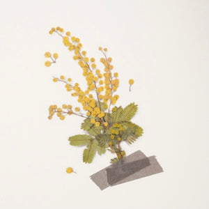 Pressed Flowers Sticker - Mimosa
