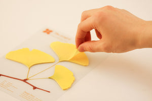 Sticky Leaf Ginkgo (2 Colors)