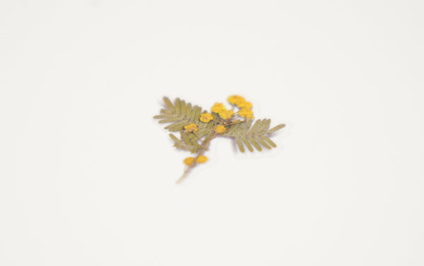 Pressed Flowers Sticker - Mimosa