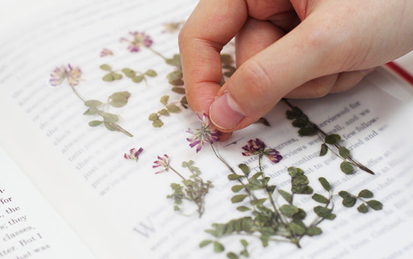 Pressed Flowers Sticker - Astragalus Sinicus
