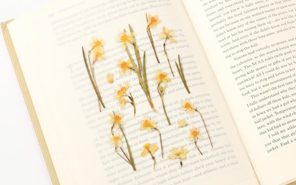 Pressed Flowers Sticker - Narcissus