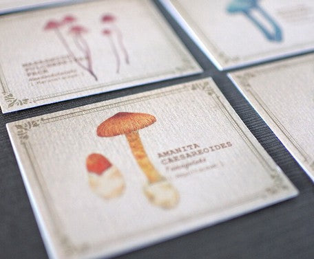 Visual Dictionaries Message Card Small / Mushrooms