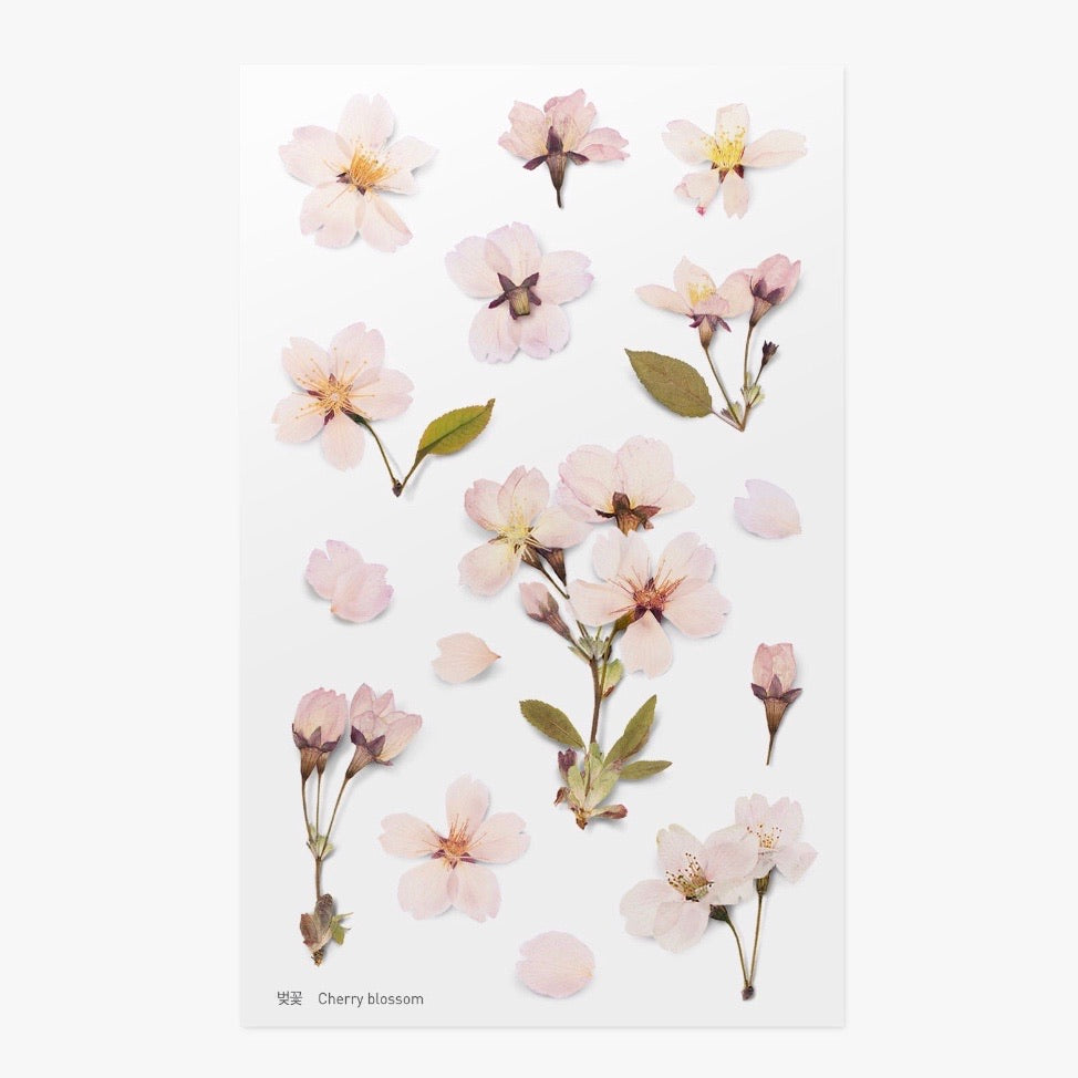 Pressed Flowers Sticker - Cherry Blossom