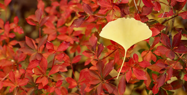 Sticky Leaf Ginkgo (2 Colors)