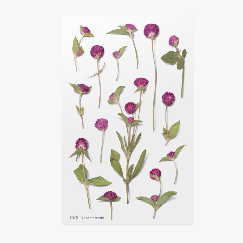 Pressed Flowers Sticker - Globe Amaranth