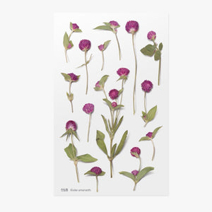 Pressed Flowers Sticker - Globe Amaranth