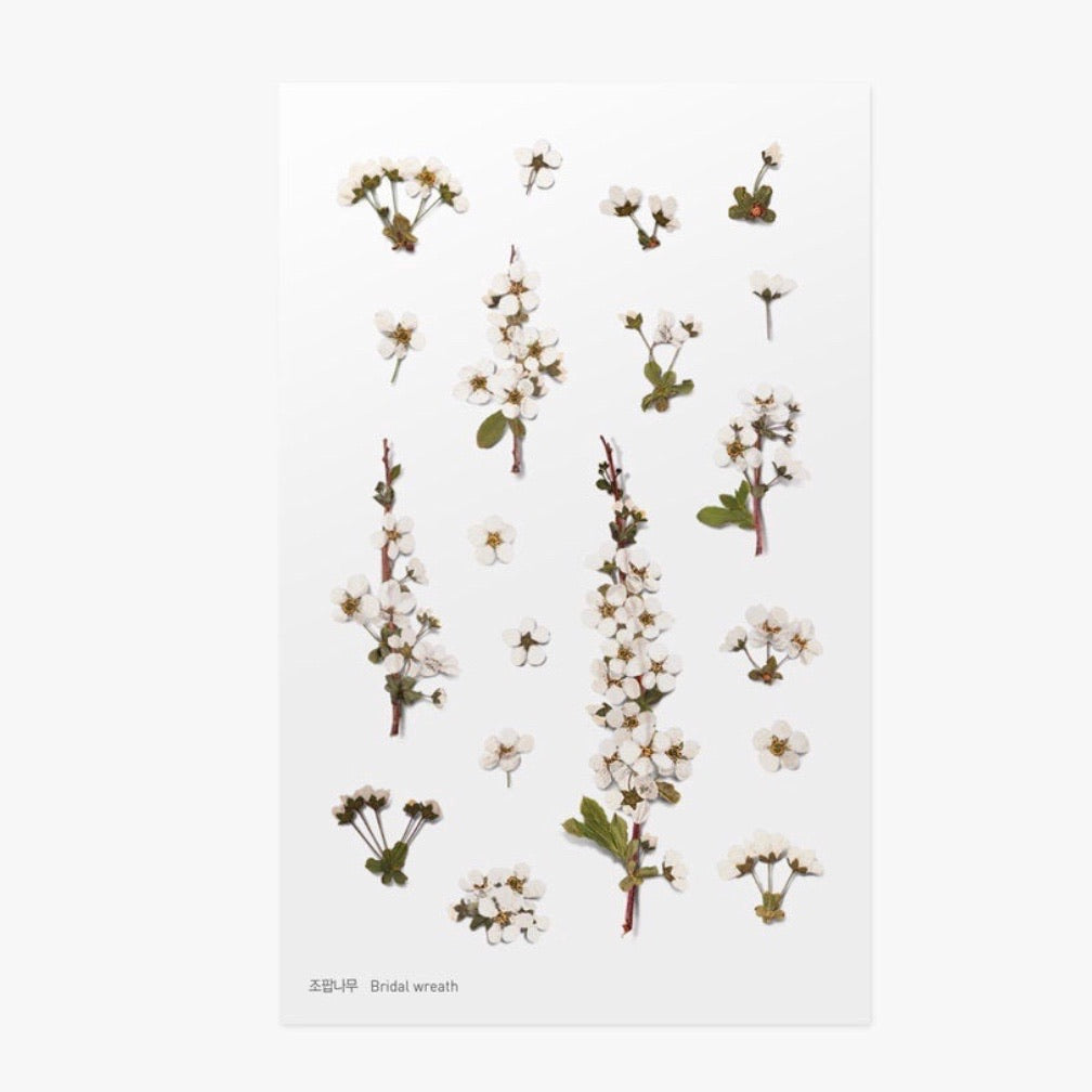 Pressed Flowers Sticker - Bridal Wreath