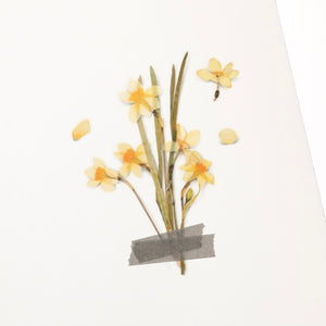 Pressed Flowers Sticker - Narcissus