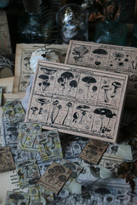 LCN Fungus Notecard Stamp 1