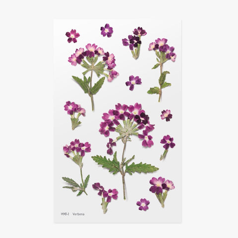 Pressed Flowers Sticker - Verbena