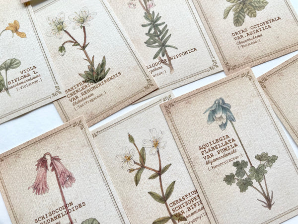 Visual Dictionaries Message Card / Alpine Plants